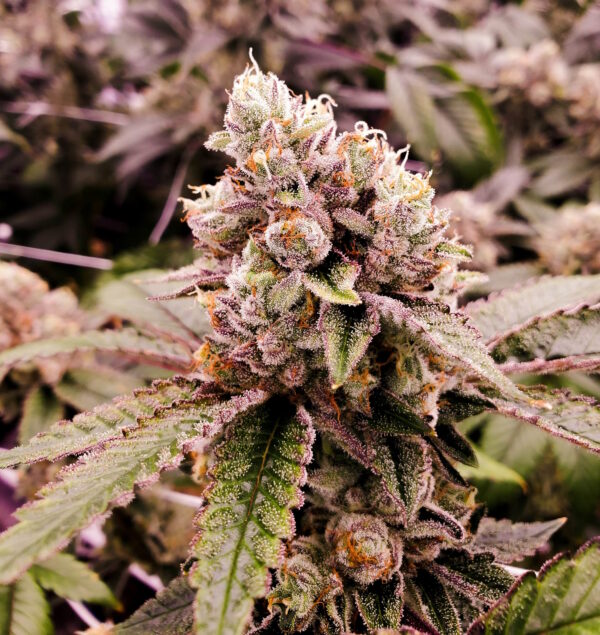 Grandmommy Purple buds showing deep purple hues and a thick coating of frosty trichomes