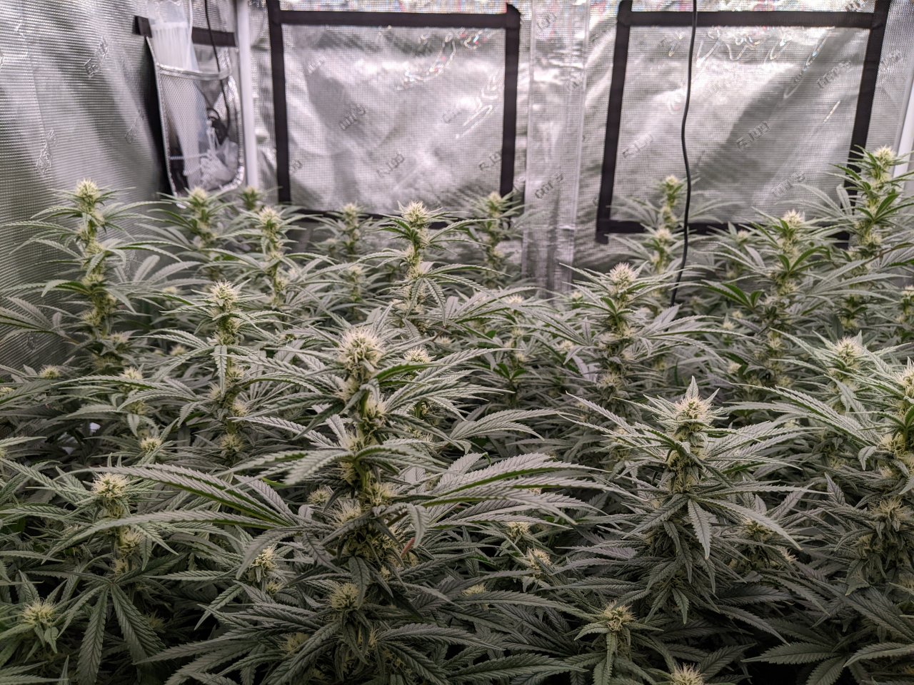 A mature Grandmommy Purple plant with heavy colas and vibrant purple leaves