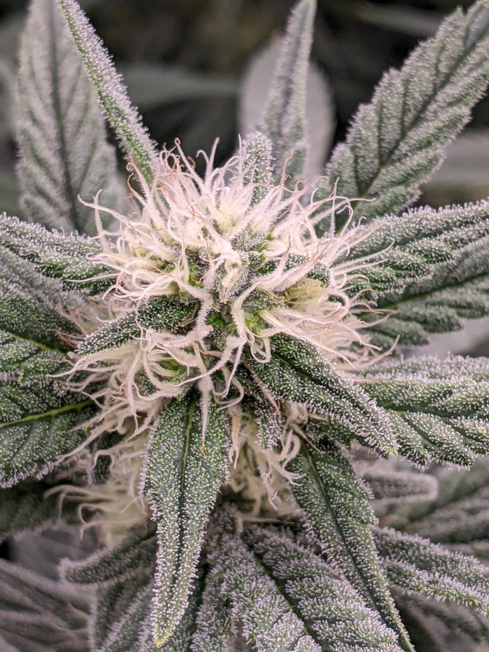 Premium feminized Grandmommy Purple cannabis seeds ready for germination