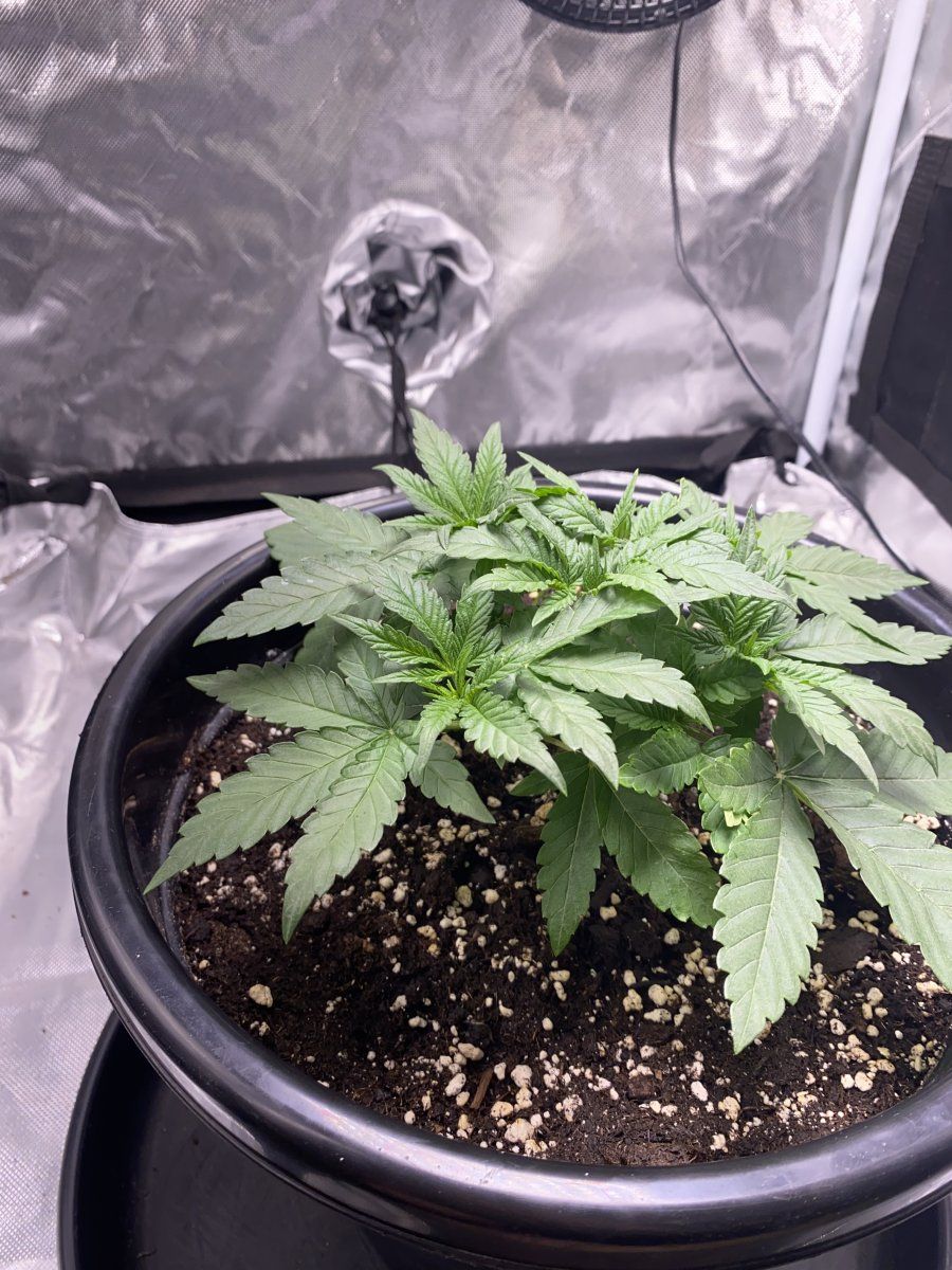 A bountiful harvest of Grandmommy Purple, illustrating its high yield potential